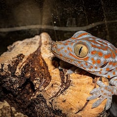 El pequeño reptil que visita España cada verano y que no debes ahuyentar bajo ningún concepto