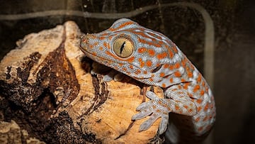 El pequeño reptil que visita España cada verano y que no debes ahuyentar bajo ningún concepto