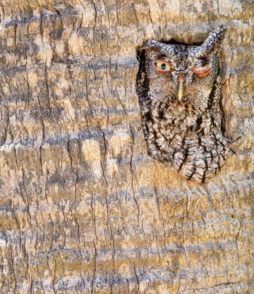 Categoría: Foto de aves cómicas. GANADOR DEL PREMIO DE PLATA. Esta imagen muestra un búho chillón oriental mientras se asoma por una "ventana" de su hogar una palmera muerta, en la temporada de anidación, los búhos chillones orientales suelen utilizar agujeros prefabricados en los árboles como cavidad para anidar.
