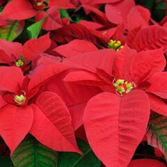 Navidad 2021: ¿cuándo inician las actividades decembrinas en la CDMX?