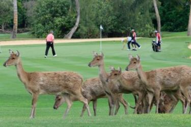 Curiosa imagen de un grupo de ciervos atravesando el campo de #golf Constance Belle Mare Plage en las Islas Mauricio durante el MCB Tour Championship. 