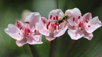 La planta que espanta a avispas y abejas de tu casa