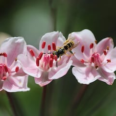 La planta que espanta a avispas y abejas de tu casa