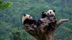 Animales que estuvieron a punto de extinguirse