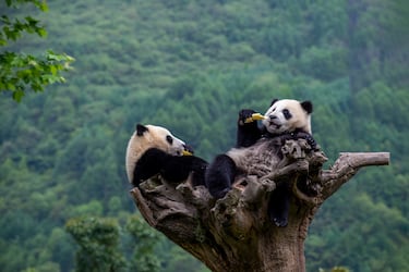 Población en 1980: 250.
Población en 2025: 1.100.
El panda, oso panda o panda gigante (Ailuropoda melanoleuca) es considerado de la familia de los úrsidos (osos) a pesar de que se le consideró de la familia de los alúridos, como se refleja en su nombre científico en latín, durante muchos años al compartir espacio con el Panda menor, o Panda rojo, y tener una alimentación basada principalmente en el bambú.  Aunque el aumento del número no es tan grande en cifras, sí que se considera que el Panda está fuera de peligro de extinción, gracias al trabajo de crianza en cautiverio para luego repoblar el hábitat natural, la juventud de la mayoría de los especímenes ya en libertad, el trabajo del gobierno de China persiguiendo penalmente a los cazadores furtivos de pandas y trabajando para la recuperación de las áreas donde habitan los pandas.