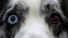 Not all dogs cause allergies: These breeds are more tolerable for people who are allergic to pets