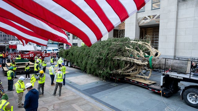 The annual Christmas tree, located in the heart of New York, is a must-see attraction for both locals and visitors. Where is the tree sourced?