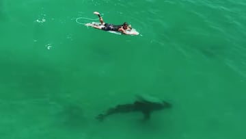 Un surfista hace el gesto del shaka tumbado en su tabla de surf mientras debajo se puede ver claramente un tibur&oacute;n blanco, en el sur de California. 