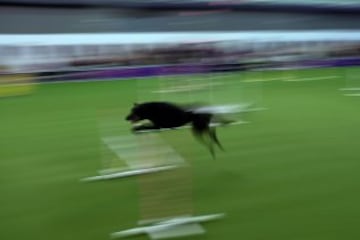 Westminster Kennel Club Masters Campeonato de Agility