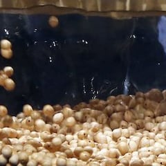 EuroDreams o Lotería de Navidad: ¿en qué sorteo hay más probabilidades de que me toque un premio?