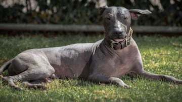 Así es el Xoloitzcuintle: el famoso perro de origen mexicano