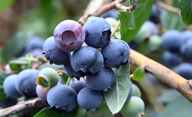 Esta es la mejor fruta para depurar los ri?ones de forma natural consumida por nativos americanos