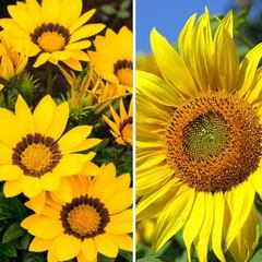 CDMX: ¿dónde comprar las mejores flores amarillas para regalar el 21 de marzo?