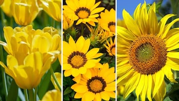 Lista de los mejores lugares en CDMX para comprar flores amarillas y regalar este 21 de marzo del 2025.