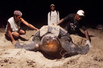 Un reptil marino, puede pesar más de 900 kg y medir hasta 2.9 metros. Es conocida por su caparazón blando y su gran tamaño, y se encuentra en los océanos tropicales y templados.