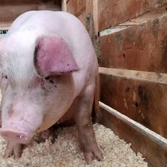 Los animales en los que podría surgir un nuevo coronavirus