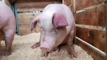 Los animales en los que podría surgir un nuevo coronavirus