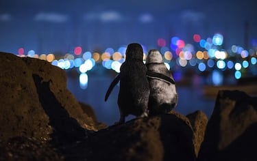 Dos pingüinos viudos se consuelan tras perder a sus parejas con las luces de Melbourne (Australia) al fondo. "Mi intención era fotografiar algo que expresara la influencia de la presión humana en el desarrollo de algunas poblaciones de animales, pero esta imagen va mucho más allá, transmite unión y amor". 