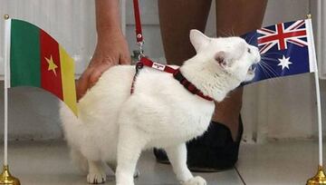 El gato Aquiles, en acción