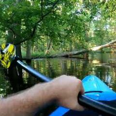 Un caimán da el susto de su vida a un kayakista