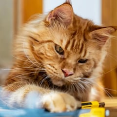 Científicos resuelven el misterio de los gatos pelirrojos