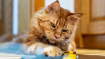 Científicos resuelven el misterio de los gatos pelirrojos