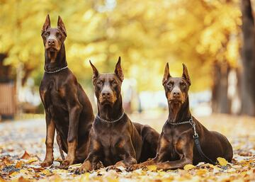 Elegante, musculoso y poderoso. Esta raza canina se caracteriza por su enorme inteligencia y sensibilidad, es por ello que el adiestramiento en positivo es fundamental para garantizar su bienestar. Suelen mostrarse desconfiados con las personas que no conocen.