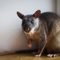 CDMX afronta un aumento de la presencia de ratas por las lluvias: ¿cómo evitar que se cuelen en tu casa?