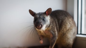 rata