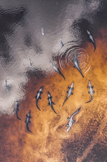 Toma aérea que muestra un gran grupo de caimanes descansando en un pantano, Florida, Estados Unidos de América.