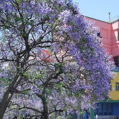 Equinoccio de primavera 2021: qué es, cuándo se produce y cuáles son los rituales en el hemisferio sur