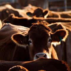 Así es el gusano barrenador que afecta a ganado y causante del cierre de la frontera entre EU y México |