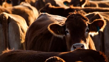 Después de ser abandonadas por una colonización fallida, una rara raza de ganado salvaje floreció en una isla remota en el sur del Océano Índico.