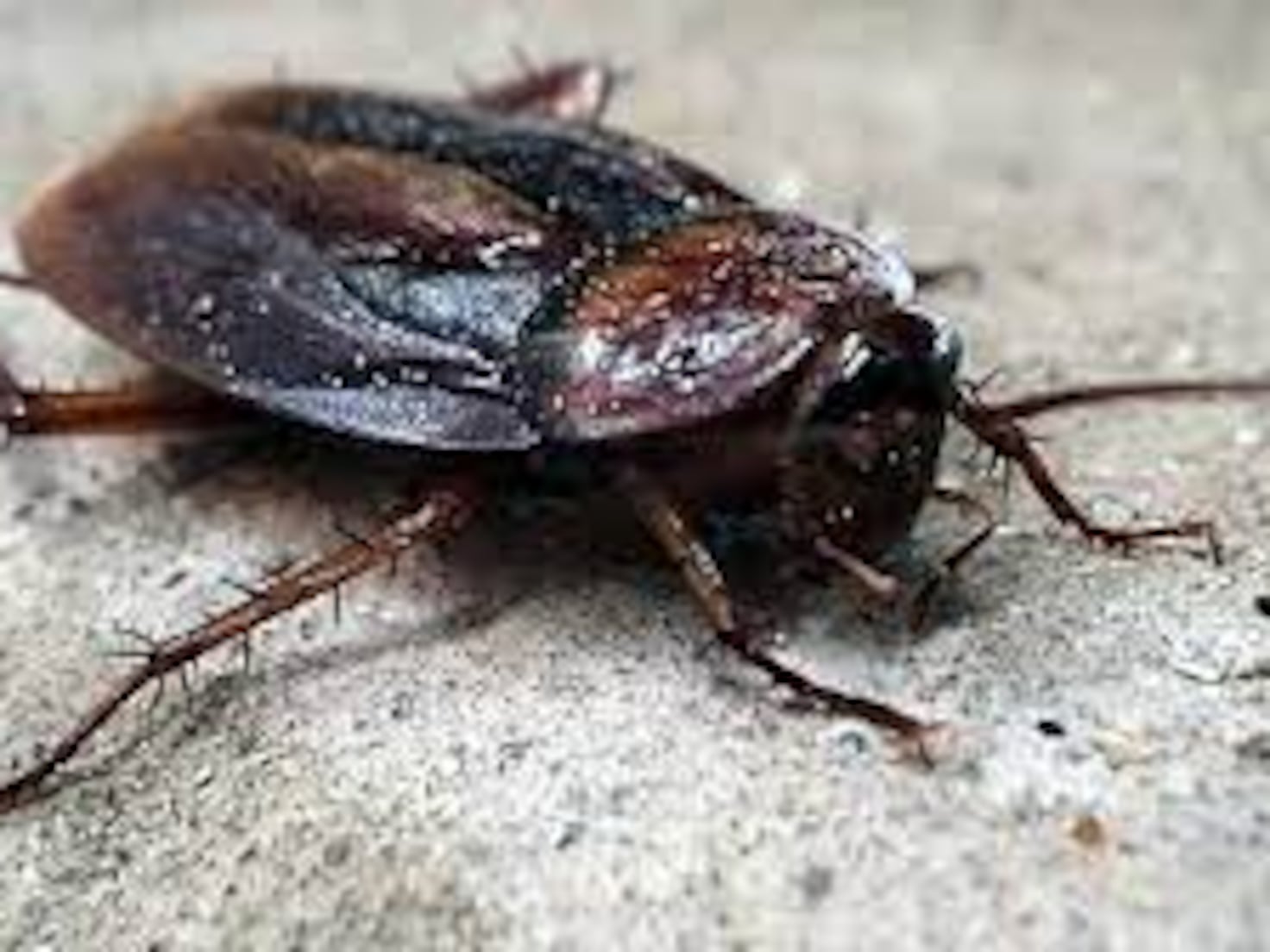 Why you shouldn t squash a cockroach AS USA