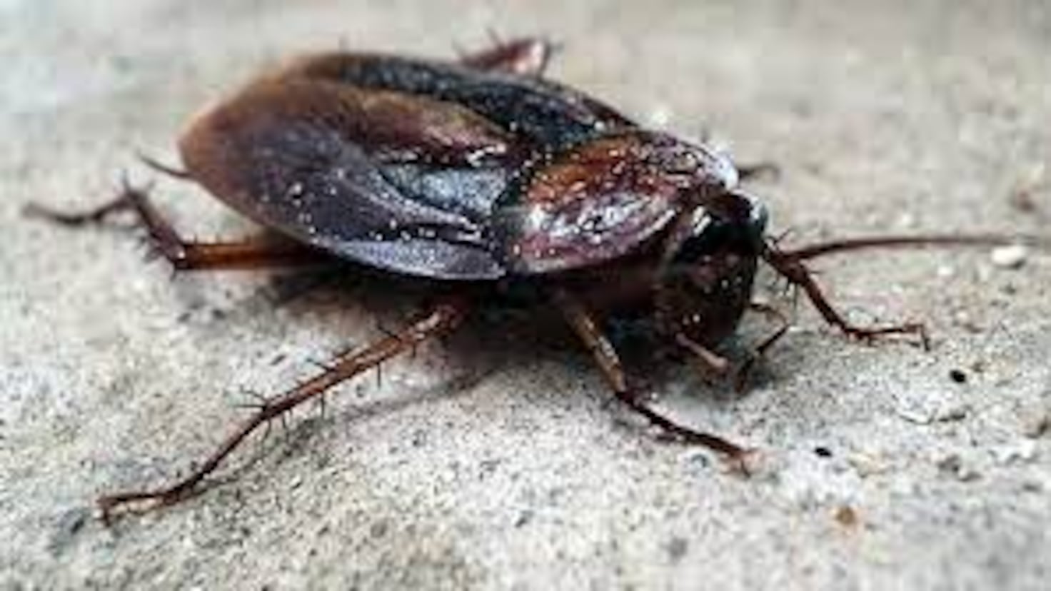 Why you shouldn’t squash a cockroach - AS USA
