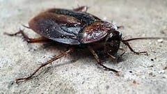 Cockroaches are highly durable insects that can support 900 times their weight, withstand serious injuries and survive without food for months.