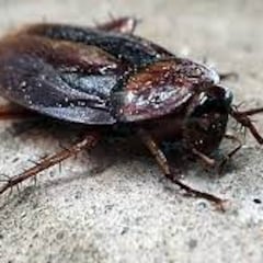 Why you shouldn’t squash a cockroach