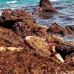 Rugulopteryx okamurae: el alga invasora que amenaza a España