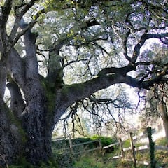 Un árbol español aspira a ser el mejor de Europa