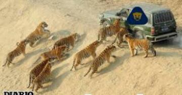 Los mejores memes de este 2015 sobre los Pumas