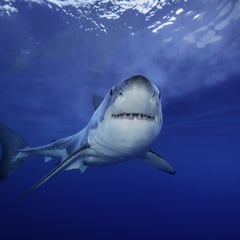 Encuentran el diente de un megalodón