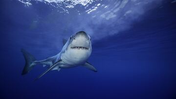 Great white shark image taken whilst swimming in blue water without a cage.  The behaviour they exhibit is much different to how they behave when baited.