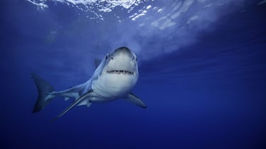 Actor Tamayo Perry dies from a shark attack: here’s what we know