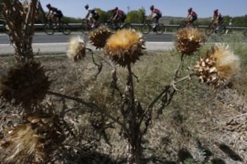 El pelotón durante la 18ª etapa de la Vuelta Ciclista a España 2016, con salida en Requena y meta en Gandía, sobre un recorrido de 200,6 kilómetros. 