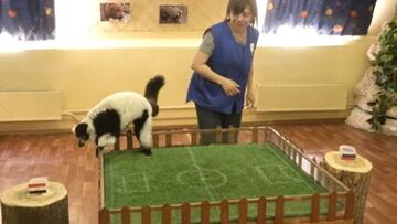 El lémur profeta del Mundial Rusia 2018