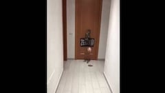 ¿Casillas? ¿Buffon? No, este gato es el mejor atajador de penales