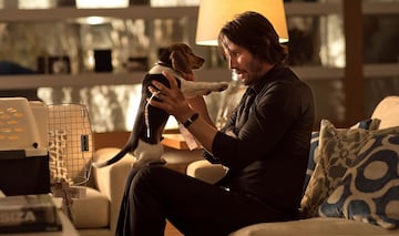 Daisy, la perrita de John Wick (Keanu Reeves), no es solo una mascota: es el último regalo de su difunta esposa, el único consuelo que lo ancla a su humanidad. Cuando unos criminales irrumpen en su casa y la matan, desencadenan la furia imparable de John. Su muerte, pequeña pero devastadora, prende la chispa de una venganza que nadie podrá detener.

