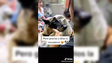 Así fue el rescate a este perro que fue abandonado y bañado en aceite quemado