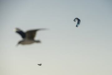 Los pájaros tuvieron compañía en las alturas, generando un tráfico aéreo más alto del habitual.