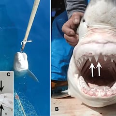 Capturan un tiburón blanco en aguas próximas a la costa española: es el tercer registro verificado en menos de 11 años